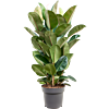 Ficus elastica 'Robusta'