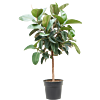 Ficus elastica 'Robusta'