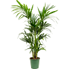 Kentia (Howea) forsteriana