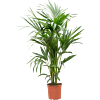 Kentia (Howea) forsteriana