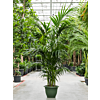 Kentia (Howea) forsteriana
