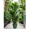 Kentia (Howea) forsteriana