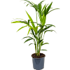 Kentia (Howea) forsteriana