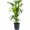 Kentia (Howea) forsteriana