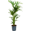 Kentia (Howea) forsteriana