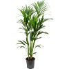 Kentia (Howea) forsteriana