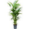 Kentia (Howea) forsteriana