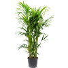Kentia (Howea) forsteriana