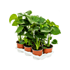Monstera deliciosa 6/tray