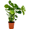 Monstera deliciosa