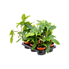 Philodendron 'Florida Green' 6/tray