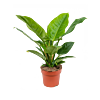 Philodendron 'Imperial Green'
