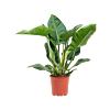 Philodendron 'Imperial Green'