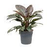 Philodendron `Imperial Red'