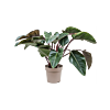 Philodendron 'Red Beauty'
