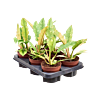 Philodendron 'Ring of Fire' 6/tray