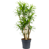 Pleomele (Dracaena) 'Anita Variegata'