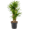 Pleomele (Dracaena) 'Anita Variegata'