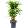 Pleomele (Dracaena) 'Anita Variegata'