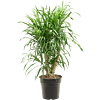 Pleomele (Dracaena) 'Anita Variegata'