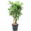 Pleomele (Dracaena) reflexa 'Song of Jamaica'