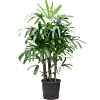 Rhapis excelsa