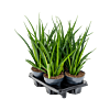 Sansevieria kirkii 'Friends' 4/tray