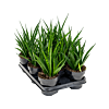 Sansevieria kirkii 'Friends' 8/tray