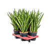 Sansevieria kirkii 4/tray