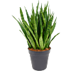 Sansevieria kirkii