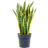 Sansevieria trifasciata 'Laurentii'