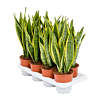 Sansevieria trifasciata 'Laurentii'