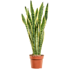 Sansevieria trifasciata 'Laurentii'