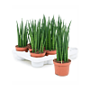 Sansevieria cylindrica 'Mikado' 11/tray