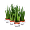 Sansevieria cylindrica 'Mikado' 6/tray