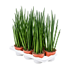 Sansevieria cylindrica 'Mikado' 7/tray