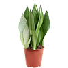 Sansevieria trifasciata 'Moonshine'