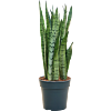 Sansevieria trifasciata 'Silver Mist'