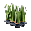 Sansevieria cylindrica 'Spikes' 6/tray