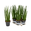 Sansevieria cylindrica 'Spikes' 4/tray