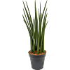 Sansevieria cylindrica 'Spikes'