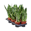 Sansevieria zeylanica 7/tray