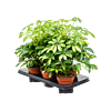 Schefflera arboricola 'Gerda' 6/tray