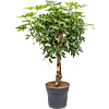 Schefflera arboricola 'Compacta'