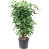 Schefflera arboricola 'Compacta'