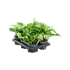 Scindapsus (Epipremnum) 'Marble Green' 6/tray