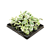 Scindapsus (Epipremnum) 'N'joy' 12/tray