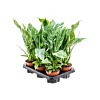 Spathiphyllum 'Diamond' 6/tray