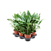Spathiphyllum 'Diamond' 6/tray