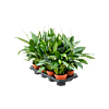 Spathiphyllum 'Sweet Chico' 8/tray